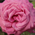 Rózsaszín - Teahibrid rózsa - Chartreuse de Parme